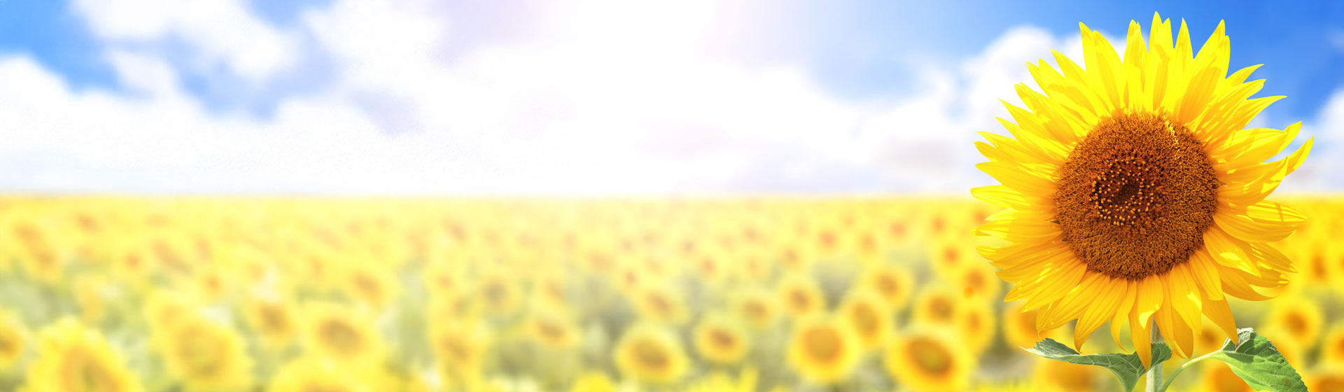 Summer Sale - Up to 50% off (Field of sunflowers)