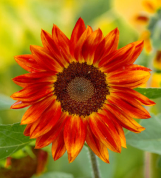 Summer Sale - Up to 50% off (Close up of a sunflower head)
